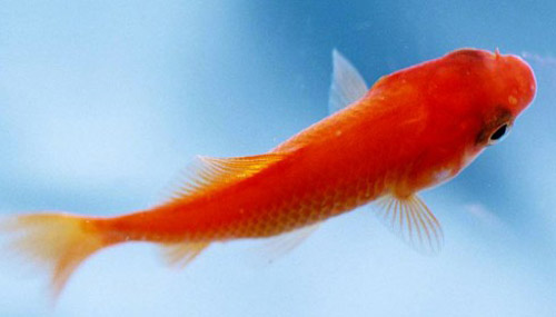 數(shù)量顏色有講究辦公室養(yǎng)魚風水知識