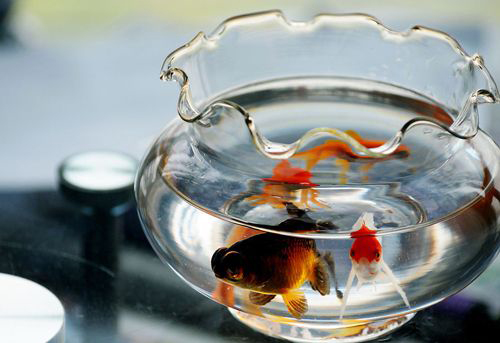 數(shù)量顏色有講究辦公室養(yǎng)魚風水知識