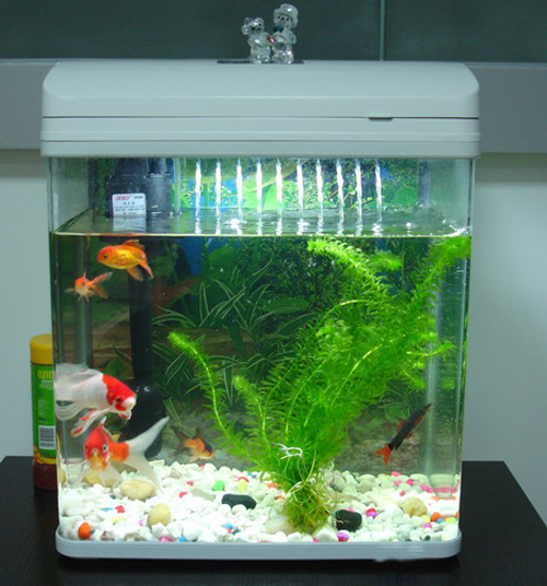 數(shù)量顏色有講究辦公室養(yǎng)魚風水知識