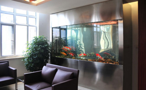 數(shù)量顏色有講究辦公室養(yǎng)魚風水知識