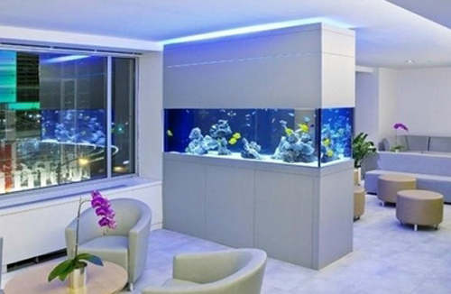 數(shù)量顏色有講究辦公室養(yǎng)魚風水知識