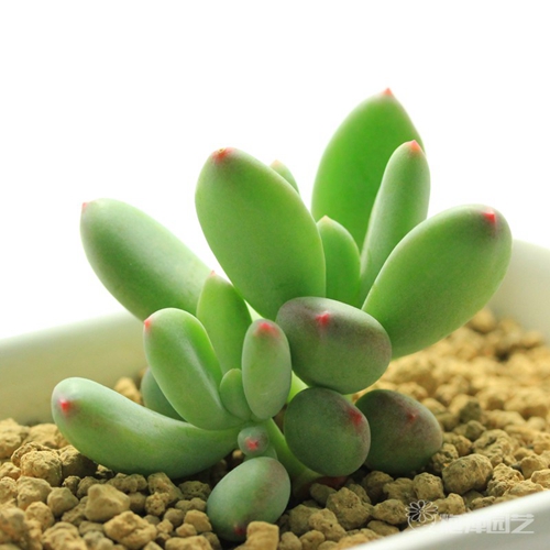 不同的職位部門如何擺植物有利！