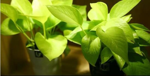 不同的職位部門如何擺植物有利！